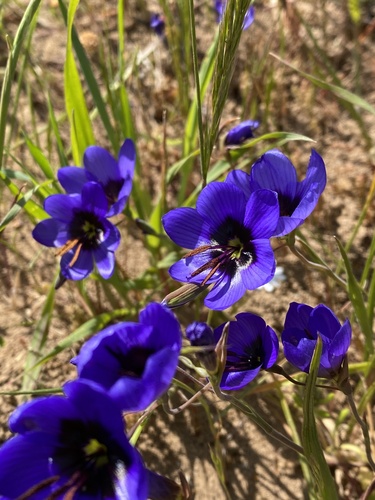 Geissorhiza splendidissima