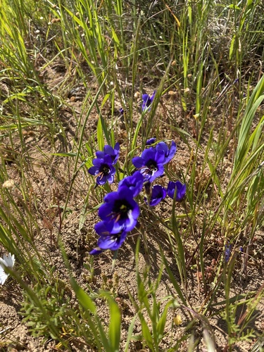 Image of Geissorhiza splendidissima by (c) Simon Tamblyn, some rights reserved (CC BY)