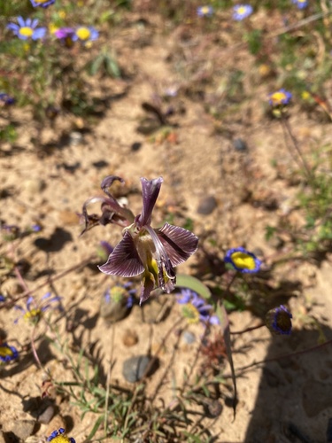Ostrich Kalkoentjie (Gladiolus uysiae)