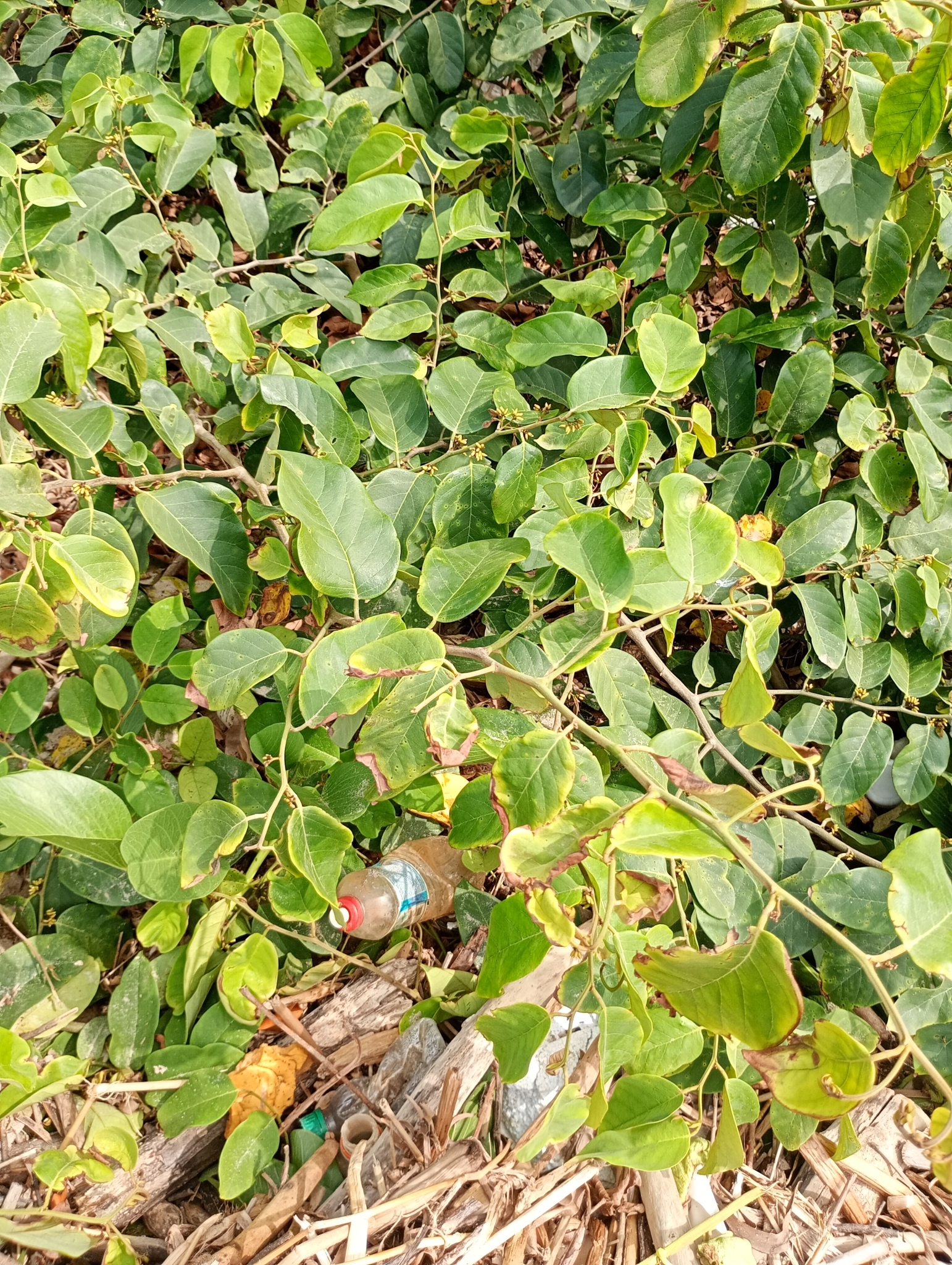 Dalbergia ecastaphyllum