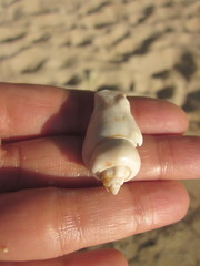 Gibberulus gibberulus
