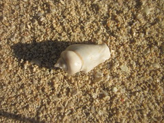 Gibberulus gibberulus