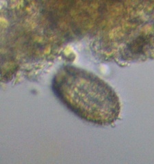 Colepidae