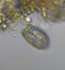 Colepidae
