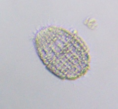 Colepidae