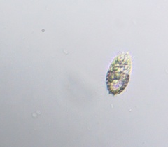 Colepidae