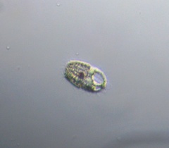 Colepidae