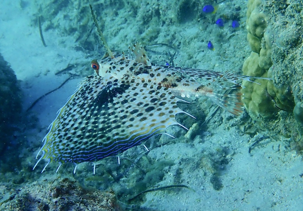 Oriental flying gurnard