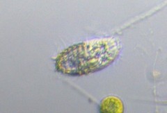 Colepidae