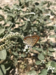 Lycaena thersamon