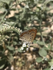Lycaena thersamon