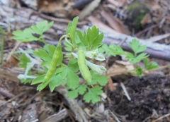 Corydalis capnoides