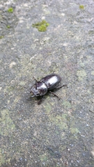 Serrognathus titanus