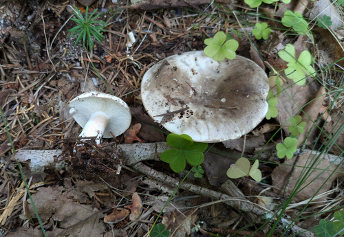Russula densifolia