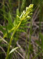 Platanthera tipuloides