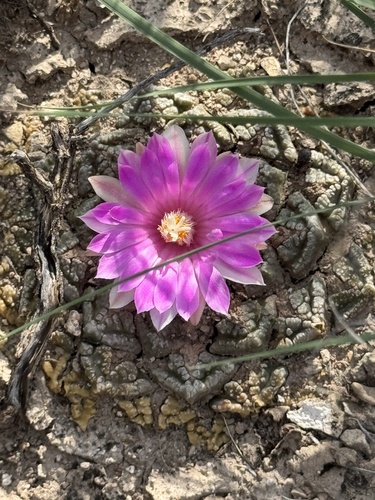 Ariocarpus fissuratus