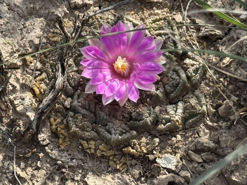 Ariocarpus fissuratus