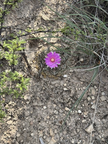 Ariocarpus fissuratus