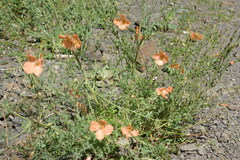 Papaver fugax
