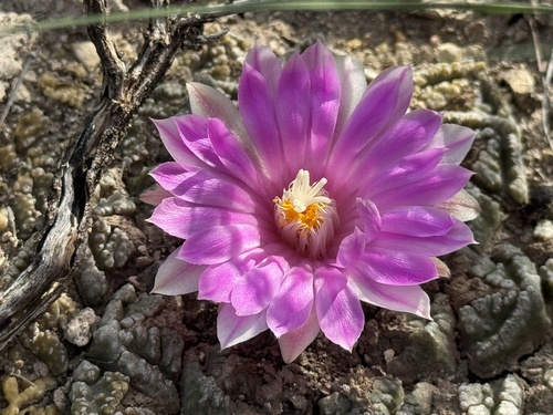 Ariocarpus fissuratus