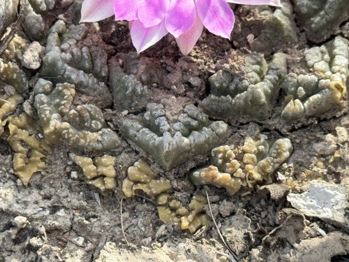 Ariocarpus fissuratus