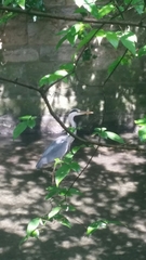 Ardea cinerea