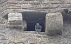 Columba livia domestica