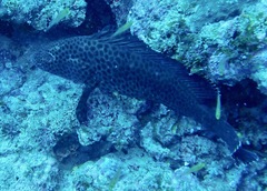 Epinephelidae