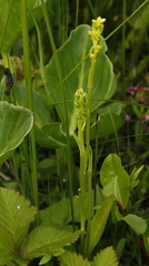 Platanthera tipuloides