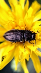 Anthaxia quadripunctata