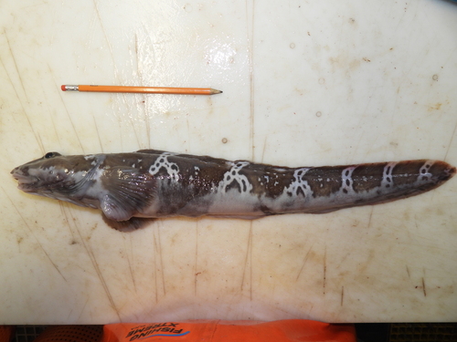 Esmark's ellpout (Lycodes esmarkii) — Zoarcidae