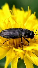 Anthaxia quadripunctata