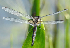 Celithemis martha
