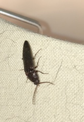 Melanotus castanipes