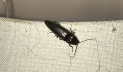 Melanotus castanipes