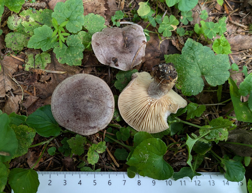 Lactarius flexuosus