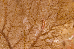 Plumularia procumbens