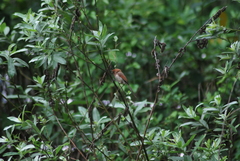 Sinosuthora webbiana fulvicauda