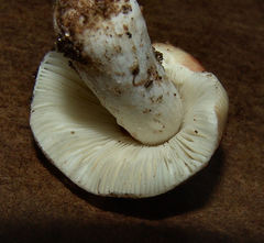 Agaricales