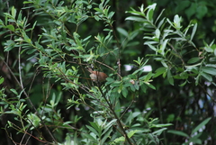 Sinosuthora webbiana fulvicauda