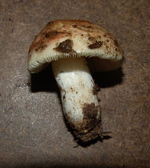 Agaricales