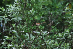 Sinosuthora webbiana fulvicauda