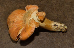 Cantharellus