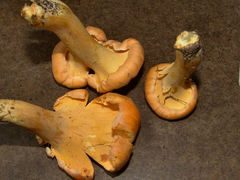 Cantharellus