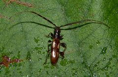 Heterachthes quadrimaculatus