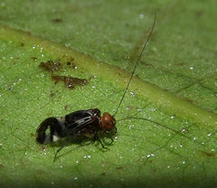 Cerastipsocus trifasciatus