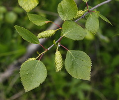 Betula divaricata