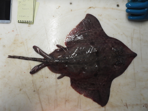 Broad skate (Amblyraja badia) — Rajidae