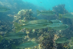 Helotes octolineatus