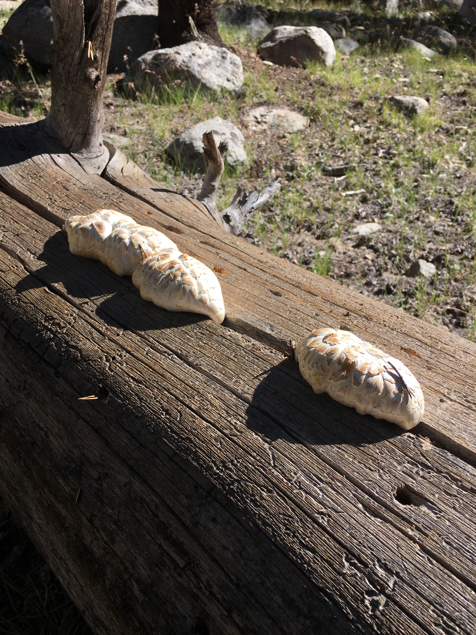 Neolentinus ponderosus image